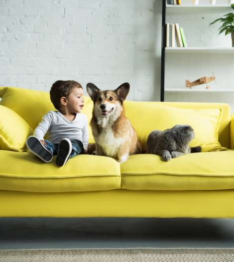 Happy Child Sitting on Yellow Sofa With Pets